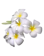 Biele kvetinové