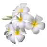 Bílé květinové
