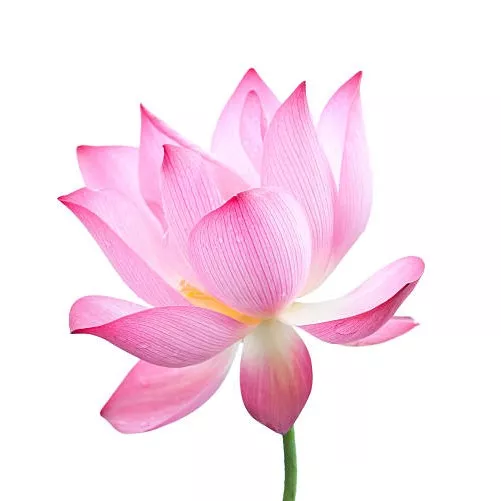 lotosový kvet
